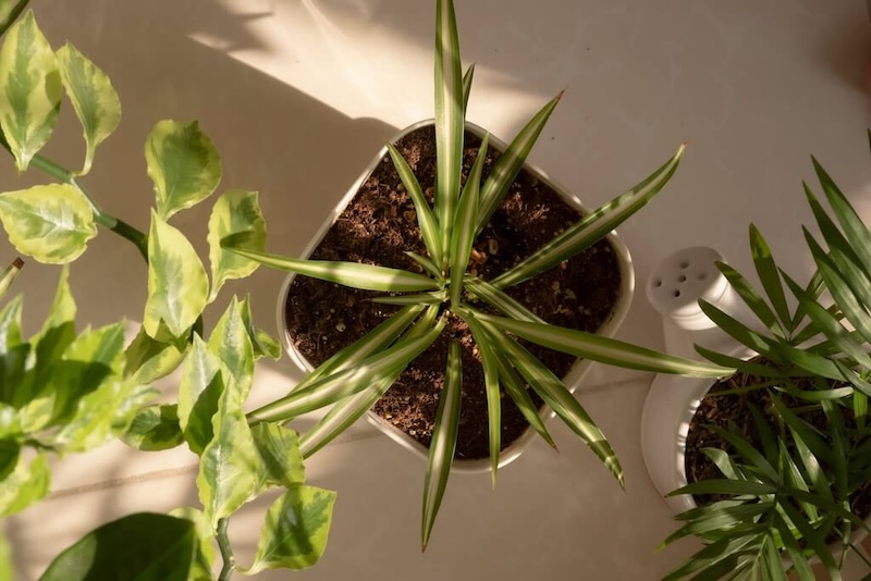 plantes