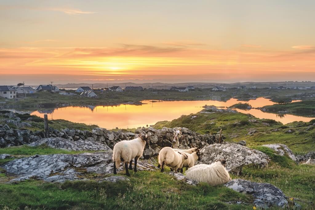 Paysage du Connemara avec ses lacs et ses poneys autochtones, comté de Galway